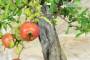 8 - Bonsai di Melograno (136)