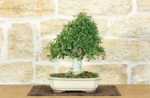 2 - Bonsai di Frassino (10)