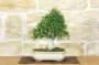 2 - Bonsai di Frassino (10)