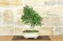 3 - Bonsai di Frassino (10)