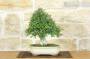 4 - Bonsai di Frassino (10)
