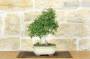5 - Bonsai di Frassino (10)