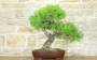 2 - Bonsai di Pino d'Aleppo (7)