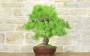 3 - Bonsai di Pino d'Aleppo (7)