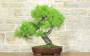 4 - Bonsai di Pino d'Aleppo (7)