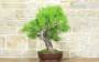 5 - Bonsai di Pino d'Aleppo (7)
