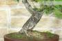 6 - Bonsai di Pino d'Aleppo (7)