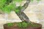 7 - Bonsai di Pino d'Aleppo (7)
