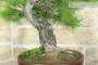 8 - Bonsai di Pino d'Aleppo (7)