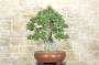 2 - Bonsai di Quercia da Sughero (47)