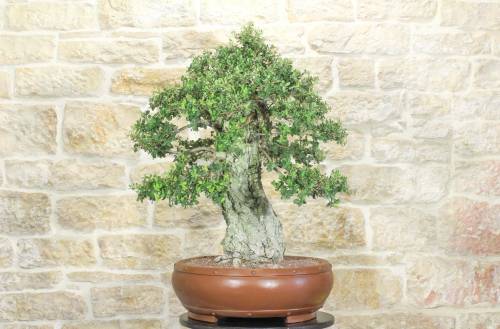 2 - Bonsai di Quercia da Sughero (47)