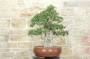 3 - Bonsai di Quercia da Sughero (47)