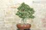 4 - Bonsai di Quercia da Sughero (47)