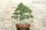 5 - Bonsai di Quercia da Sughero (47)