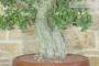 6 - Bonsai di Quercia da Sughero (47)