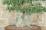 8 - Bonsai di Quercia da Sughero (47)