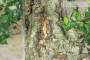 10 - Bonsai di Quercia da Sughero (47)