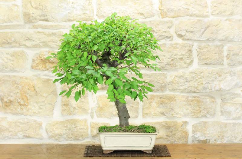 2 - Bonsai di Albicocco selvatico (35)