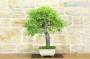3 - Bonsai di Albicocco selvatico (35)