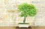 4 - Bonsai di Albicocco selvatico (35)