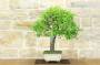 5 - Bonsai di Albicocco selvatico (35)