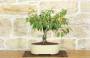 2 - Bonsai di Ciliegio da fiore Subhirtella (5)