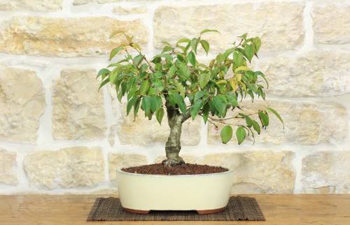 2 - Bonsai di Ciliegio da fiore Subhirtella (5)