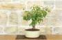 3 - Bonsai di Ciliegio da fiore Subhirtella (5)