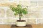 5 - Bonsai di Ciliegio da fiore Subhirtella (5)