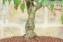 6 - Bonsai di Ciliegio da fiore Subhirtella (5)