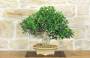 2 - Bonsai di Ficus Retusa (169)