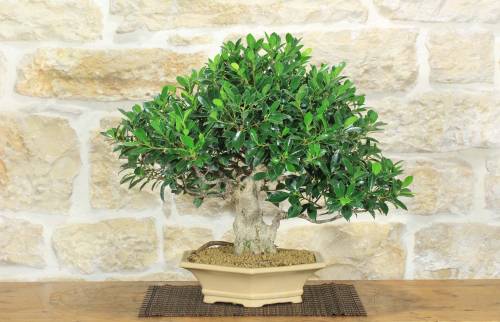 2 - Bonsai di Ficus Retusa (169)
