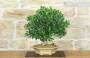 3 - Bonsai di Ficus Retusa (169)