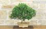 4 - Bonsai di Ficus Retusa (169)