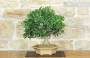 5 - Bonsai di Ficus Retusa (169)