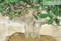 6 - Bonsai di Ficus Retusa (169)