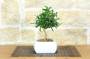 1 - Bonsai di Citrus Kinzu in vaso quadro bianco