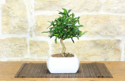1 - Bonsai di Citrus Kinzu in vaso quadro bianco