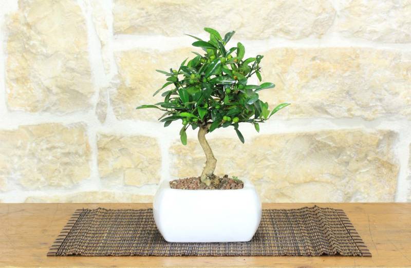 1 - Bonsai di Citrus Kinzu in vaso quadro bianco
