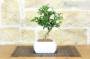 2 - Bonsai di Citrus Kinzu in vaso quadro bianco