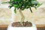 3 - Bonsai di Citrus Kinzu in vaso quadro bianco