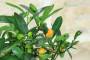 4 - Bonsai di Citrus Kinzu in vaso quadro bianco
