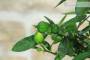 5 - Bonsai di Citrus Kinzu in vaso quadro bianco