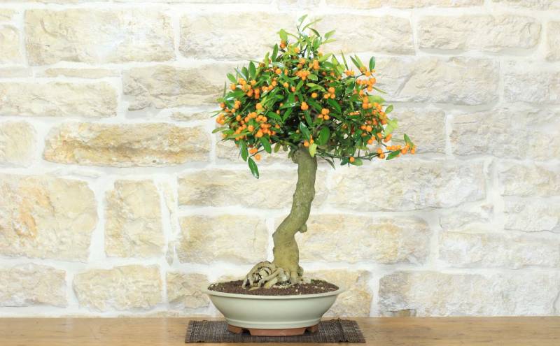 2 - Bonsai di Citrus Kinzu (15)
