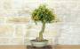 2 - Bonsai di Citrus Kinzu (15)
