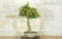 4 - Bonsai di Citrus Kinzu (15)