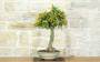 Bonsai di Citrus Kinzu (15)-2