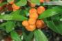 9 - Bonsai di Citrus Kinzu (15)