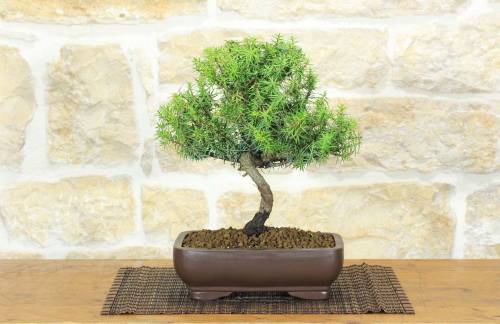 1 - Bonsai di Ginepro Rigida (5)
