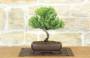 1 - Bonsai di Ginepro Rigida (5)